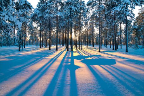 Sunset in a winter forest.